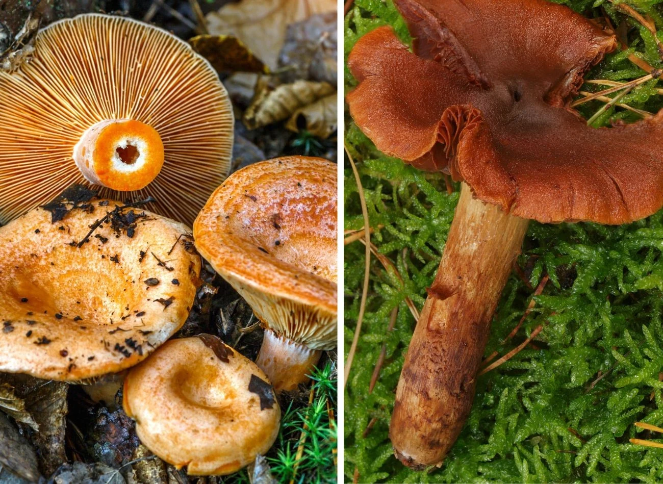 Łatwo ze sobą pomylić pysznego rydza z zasłoniakiem rudym