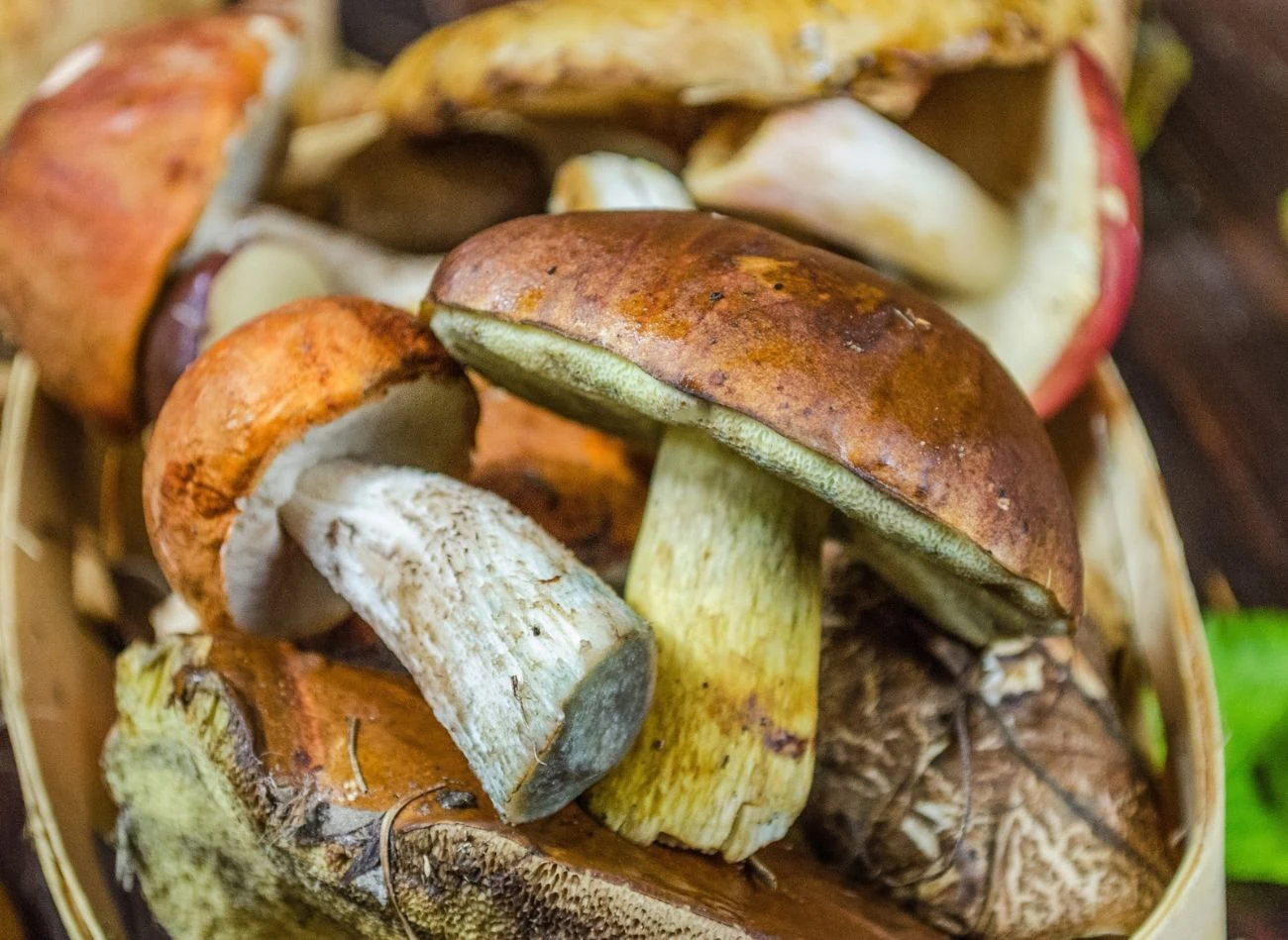 Nawet jeśli grzyby są jadalne, mogą powodować dolegliwości żołądkowe