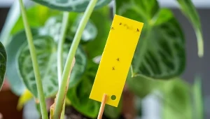 Ziemiórki zaatakowały kwiaty doniczkowe? Sprawdź, jak szybko się ich pozbyć.