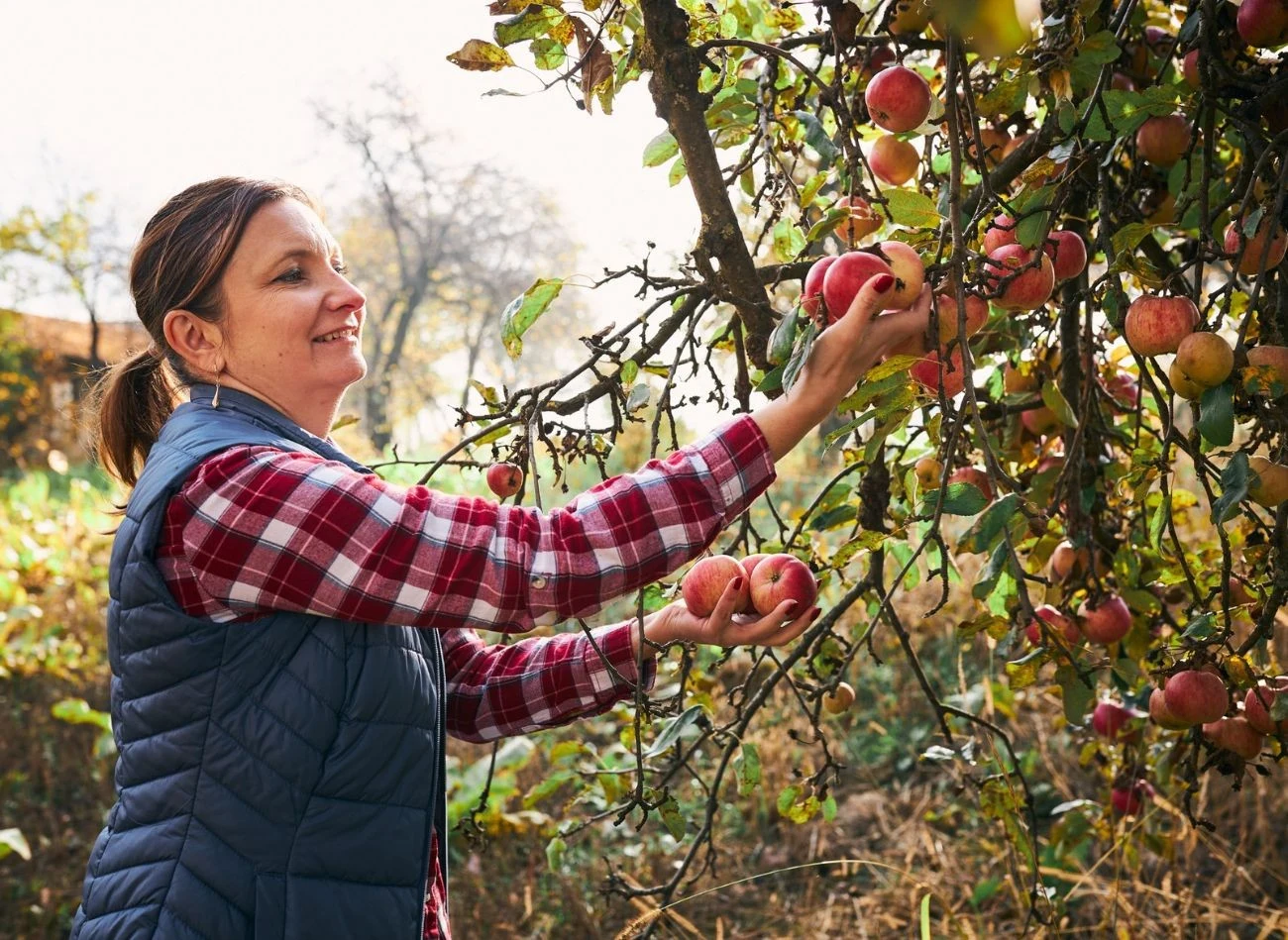 Jabłka powinny być zebrane w odpowiednim momencie – zebrane za wcześnie mogą nie dojrzeć, a za późno szybko zaczną się psuć