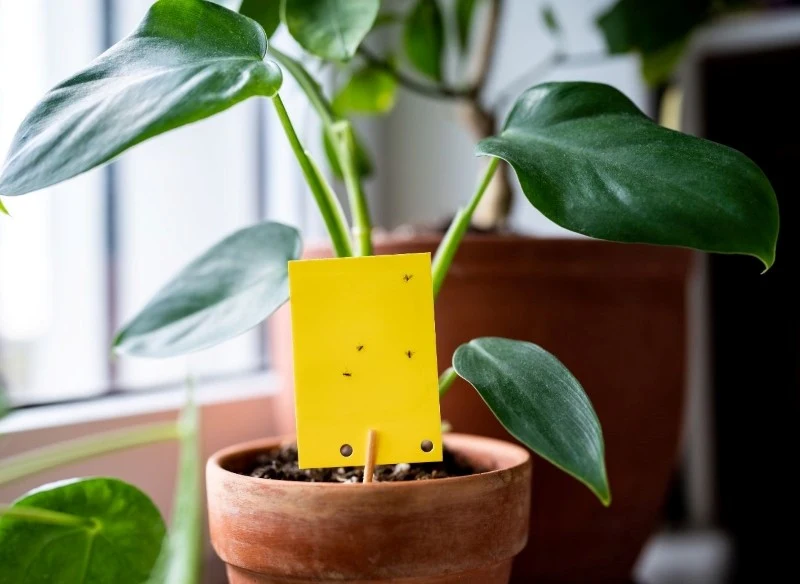 Ziemiórki stanowią poważne zagrożenie dla naszych roślin, gdyż mogą prowadzić do ich obumarcia