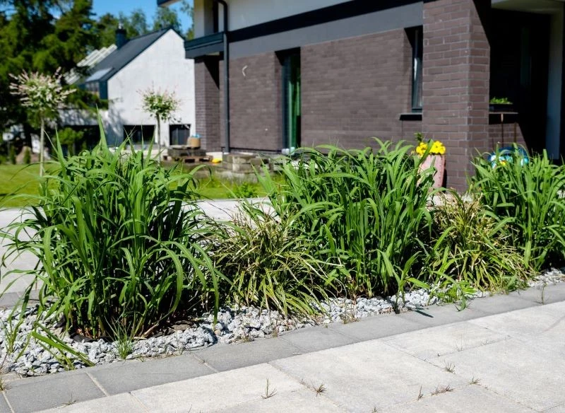 Młode trawy ozdobne nie są wysokie, jednak wraz z sezonowym wzrostem stają się coraz bardziej okazałe, tworząc zieloną zasłonę