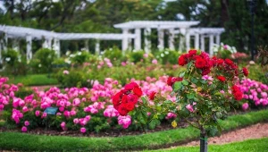 Jak pielęgnować róże na pniu?