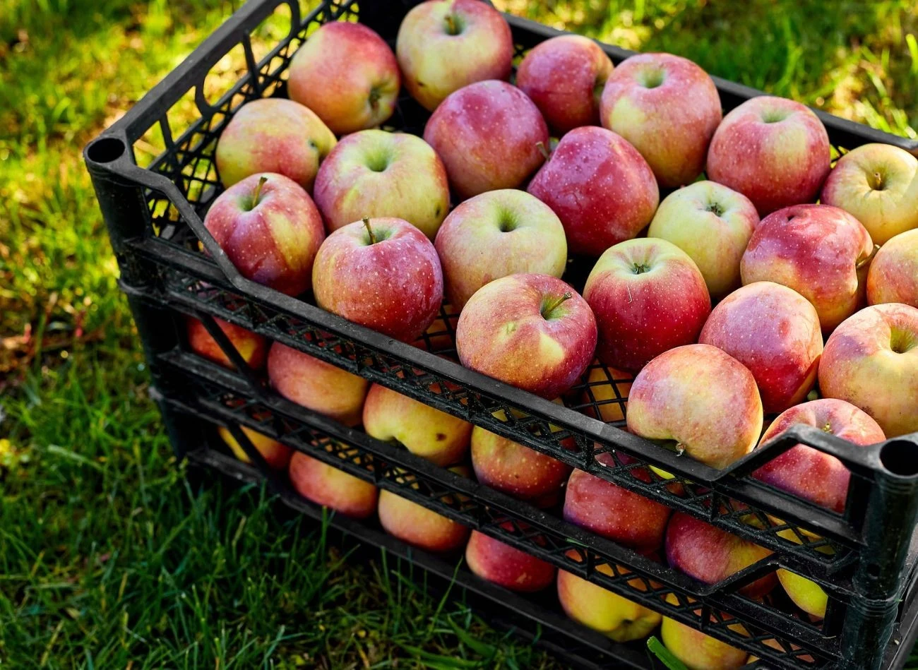 Najlepsza temperatura do przechowywania jabłek wynosi od 0°C do 4°C