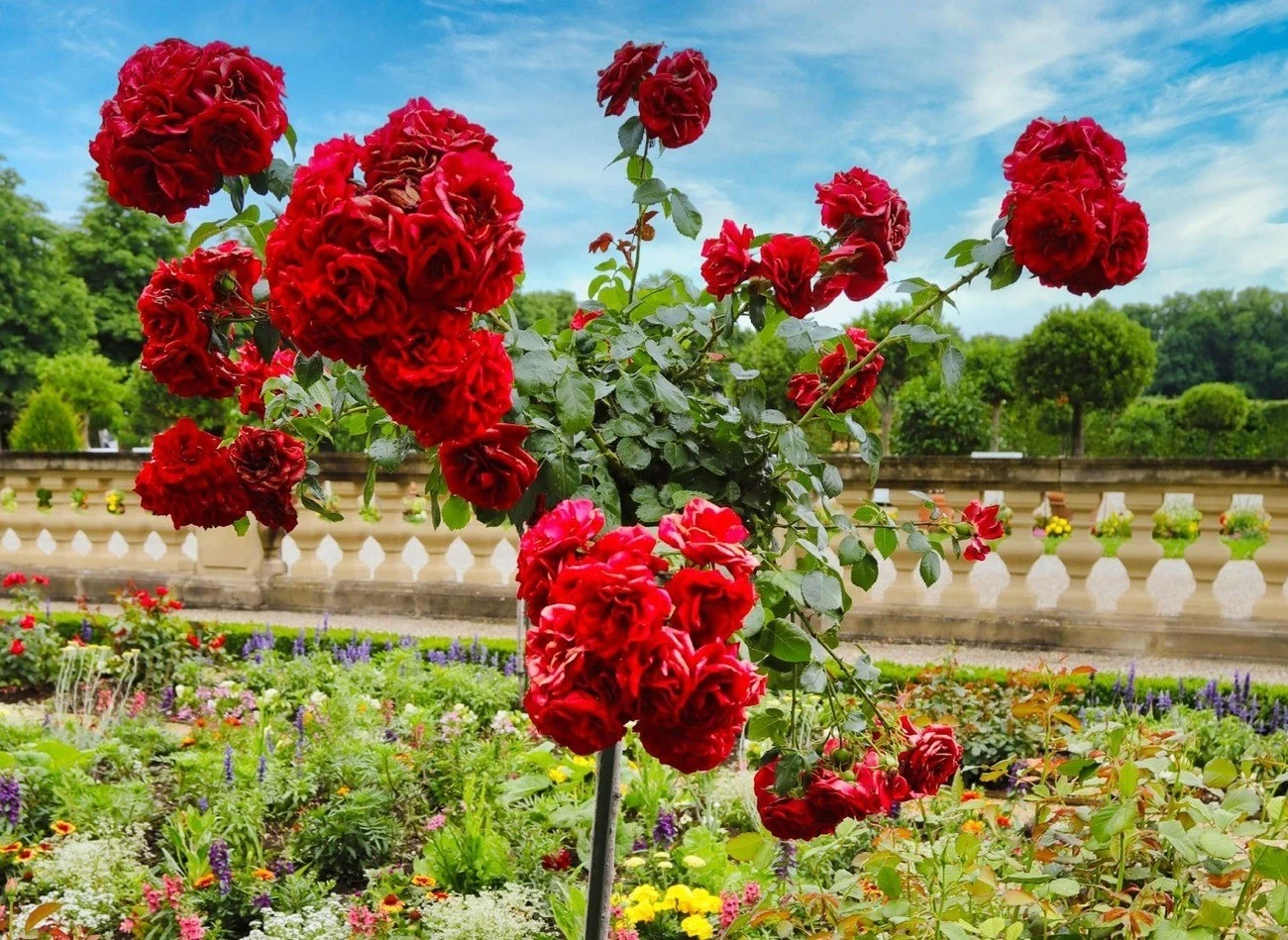 Pielęgnacja róż na pniu wymaga dużo uwagi