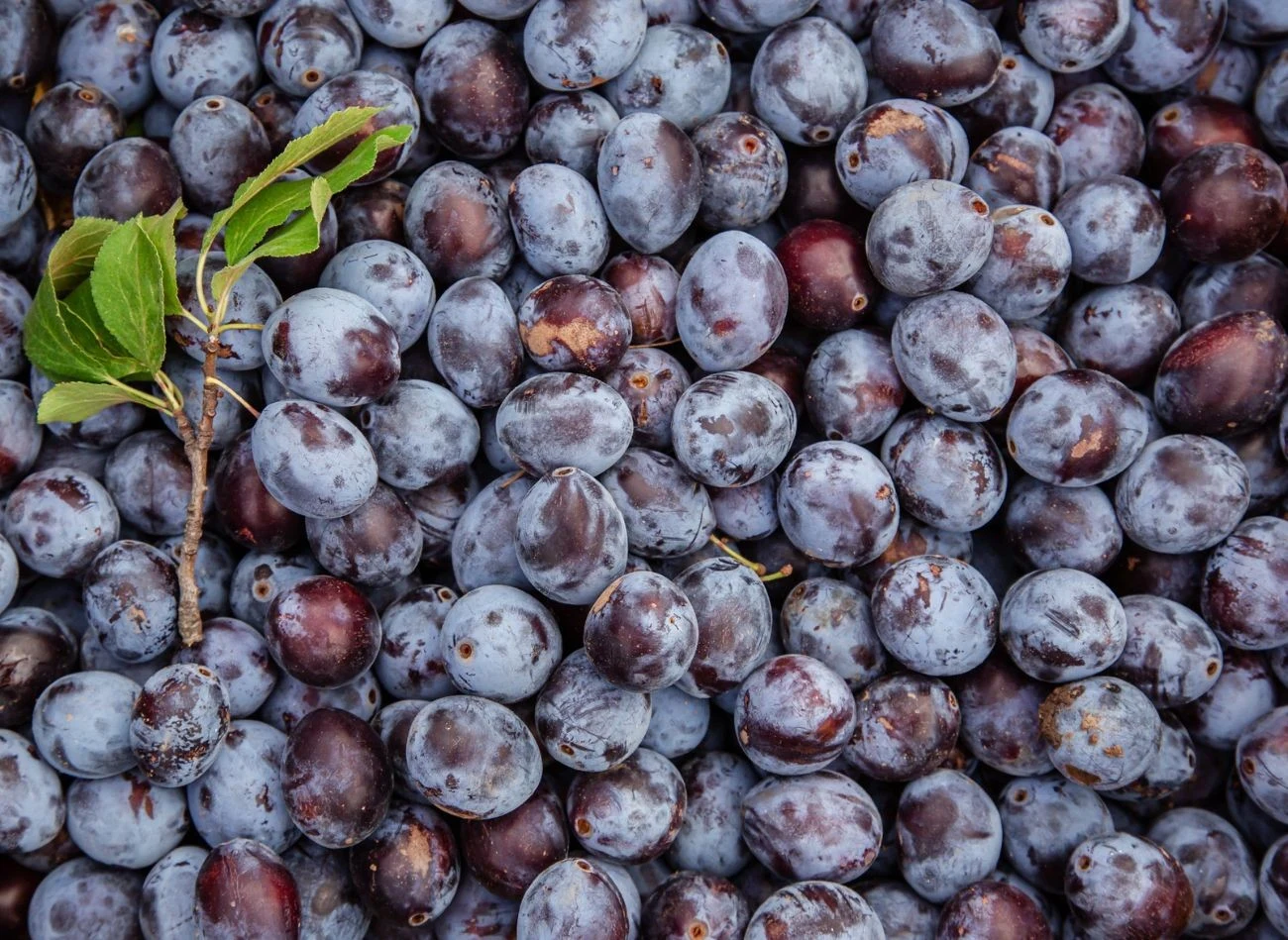 Niedojrzałych śliwek nie wolno wkładać do lodówki