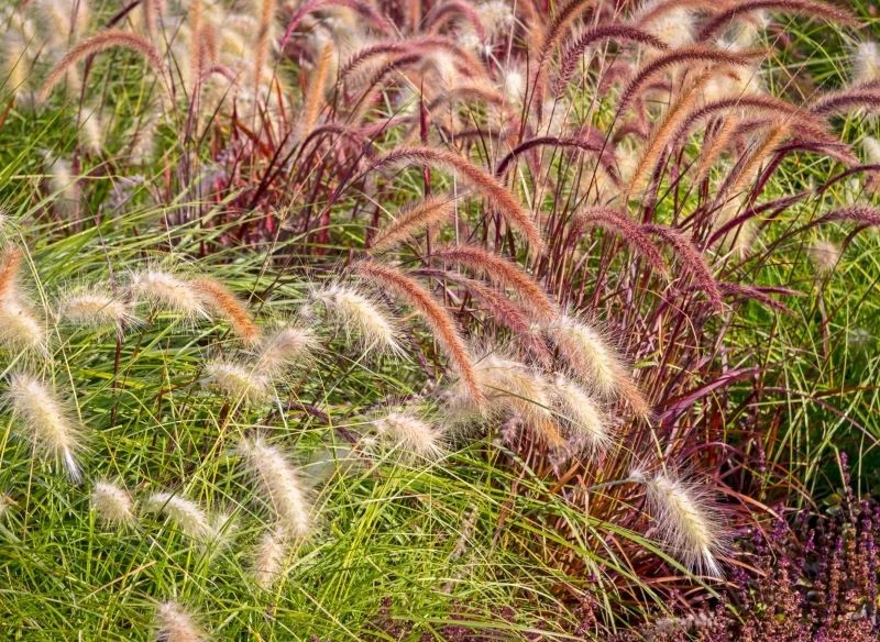 Trawy ozdobne mogą być gęste lub bardziej przerzedzone, dlatego zawsze przemyśl, jakiego typu zasłonę mają tworzyć w ogrodzie