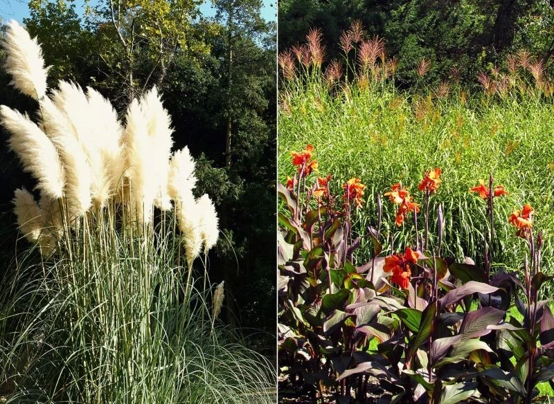 Wariacje z trawami ozdobnymi mogą być świeże i jednolite lub pełne kolorów, wystarczy, że połączysz je z niższym piętrem kwitnących bylin, efekt bę...