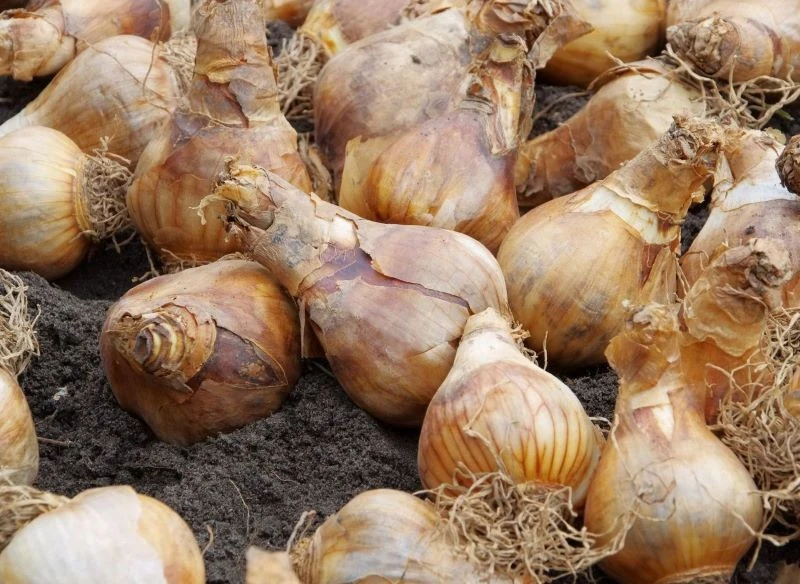 Nie wszystkie rośliny cebulowe muszą zostać wykopane przed zimą