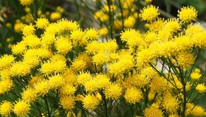 Ożota zwyczajna, gatunek zagrożony wyginięciem, zasługuje na rozpowszechnienie. To barwna bylina kłączowa od lipca to września złotem przyozdobi rabaty.