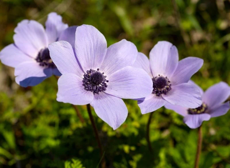 We wrześniu wykopujemy zawilce wieńcowe