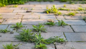 Jak pozbyć się chwastów z kostki brukowej?