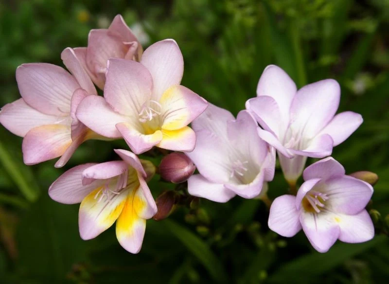 Iksja wymaga wykopania już we wrześniu