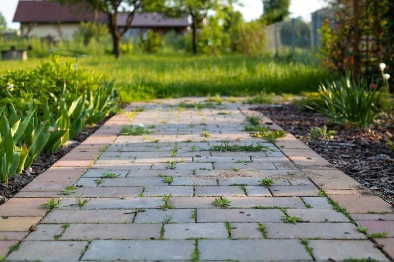 Chwasty na ścieżkach z kostki szpecą i niszczą nawierzchnię