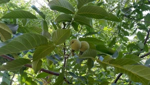 Orzechy włoskie od wieków cieszą się ogromną popularnością. Kiedy i jak je sadzić?/Deccoria.pl