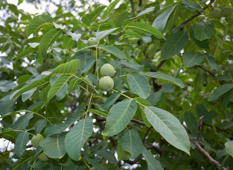 Orzech włoski rodzi smaczne i bardzo zdrowe owoce