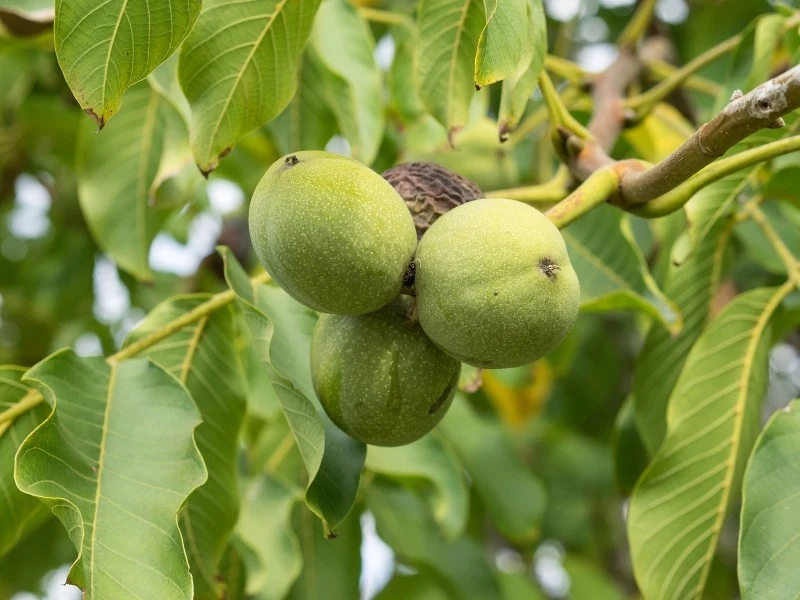 Do wyboru mamy mnóstwo odmian orzecha włoskiego, m