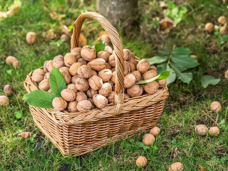 Najlepszym terminem na sadzenie orzecha włoskiego jest jesień, a mianowicie połowa października