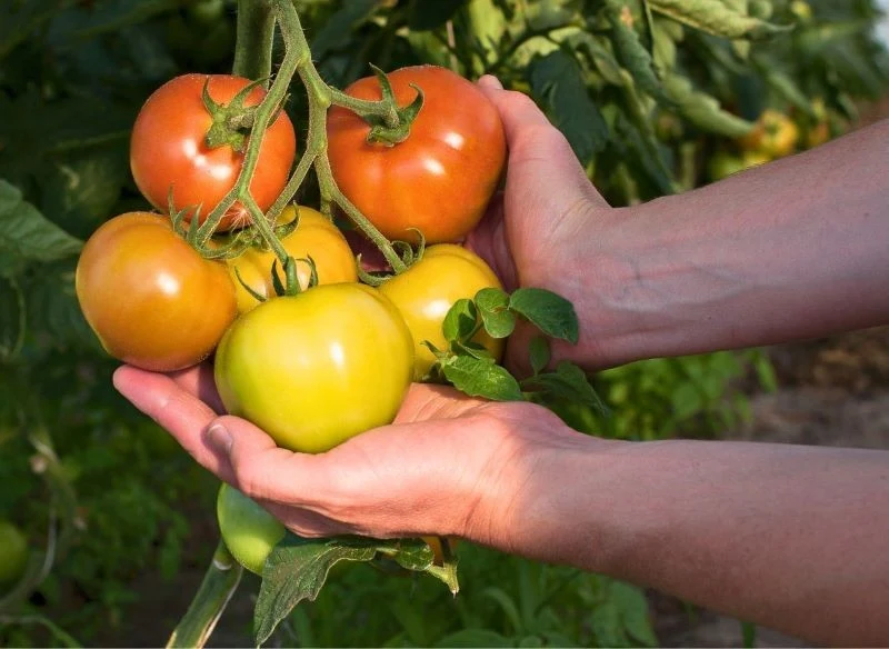 Dojrzewanie pomidorów to złożony proces, w czasie którego grona wybarwiają się kolejno po sobie