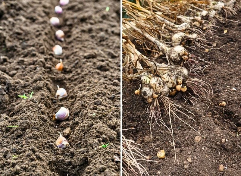 W glebie po pomidorach można od razu sadzić czosnek ozimy, choć warto wcześniej choć trochę odżywić podłoże