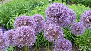 Poznaj piękne odmiany czosnku ozdobnego, które możesz posadzić w ogrodzie jesienią.