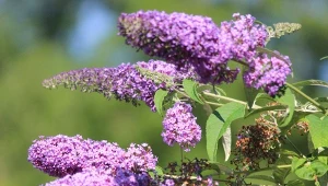 We wrześniu budleja potrzebuje dodatkowego wsparcia. Ten nawóz pozwoli jej przygotować się do zimy