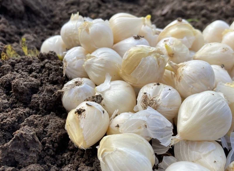 Cebule czosnku ozdobnego sadzimy w ogrodzie we wrześniu lub w październiku