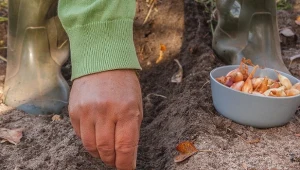 Jesienią sadzimy cebule ozima, która jest odporna na niskie temperatury. Jaki termin jest najlepszy?