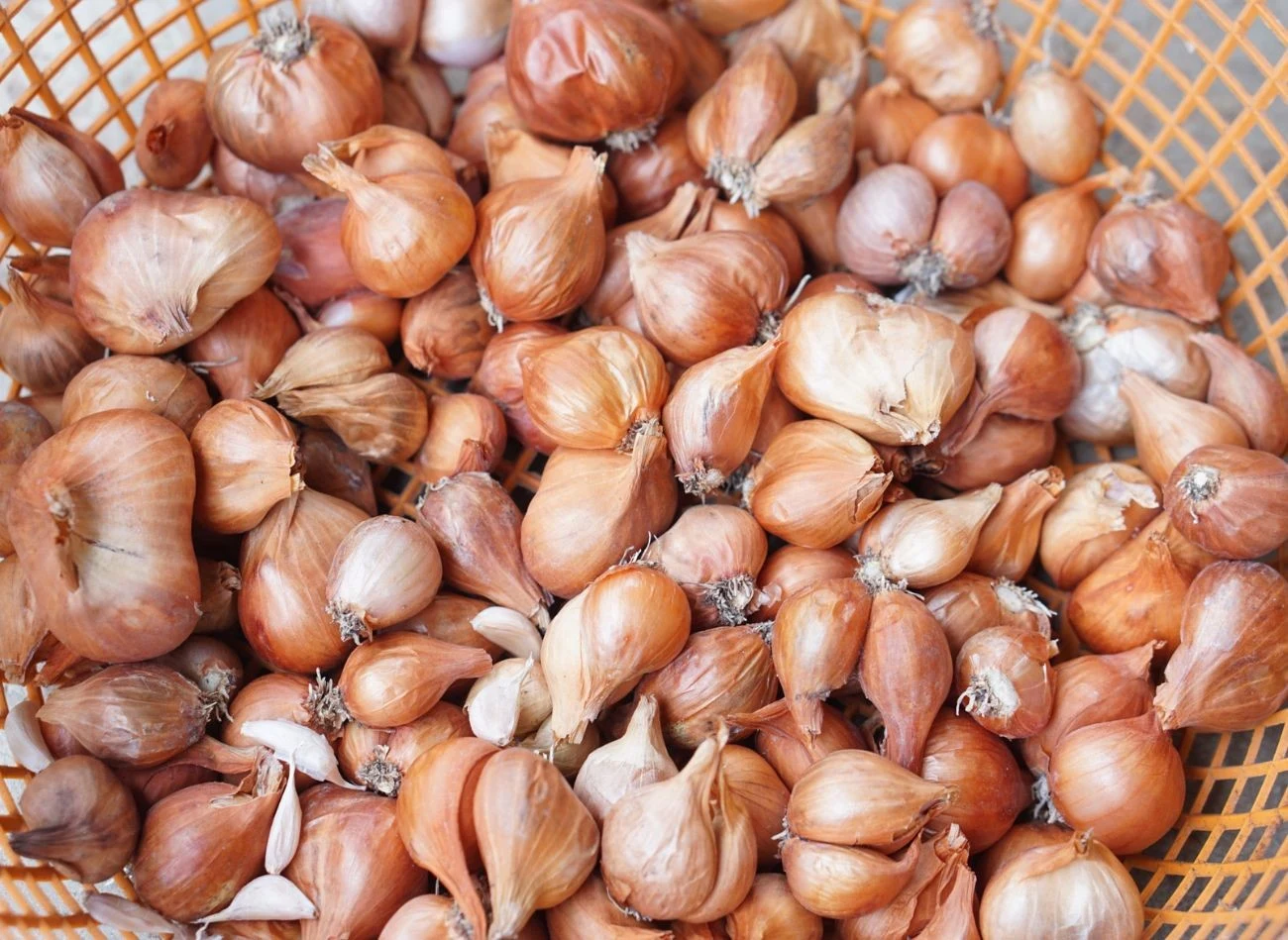 Zanim posadzimy dymkę, warto wzbogacić ziemię o nawozy organiczne