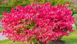 Od czego zależy odporność roślin na mróz? Czynników decydujących o stopniu odporności jest przynajmniej kilka, informacji o nich szukaj poniżej.