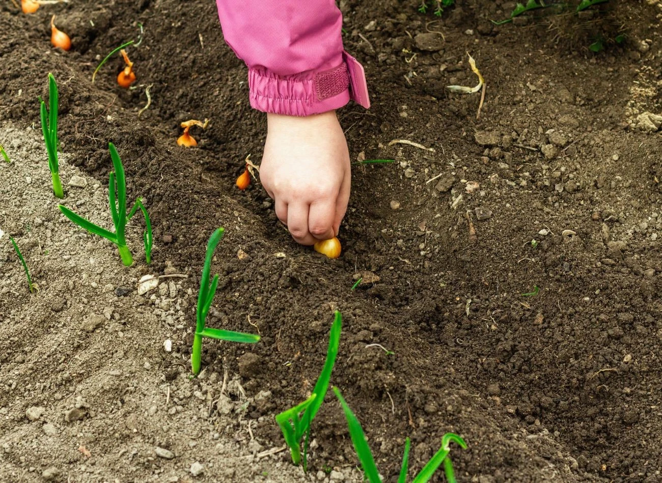 Cebulę dymkę należy posadzić w słonecznym miejscu, na odpowiedniej głębokości i odstępach