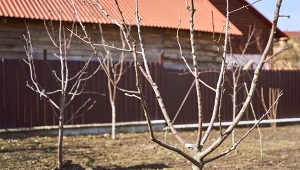 Niektóre gatunki drzew i krzewów owocowych rodzą owoce już w drugim roku od momentu posadzenia.