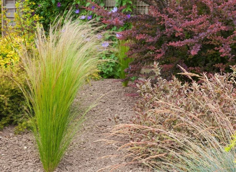 Okazy mrozoodporne to rośliny, które odpowiednio zestawione doskonale prezentują się przez wiele lat, a ich wysoka odporność pozwala przetrwać nawe...