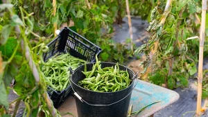 Zastanawiasz się, dlaczego warto sadzić czarną fasolę? Z pewnością argumentem będzie fakt, że to jedna z najzdrowszych i łatwych w uprawie odmian.