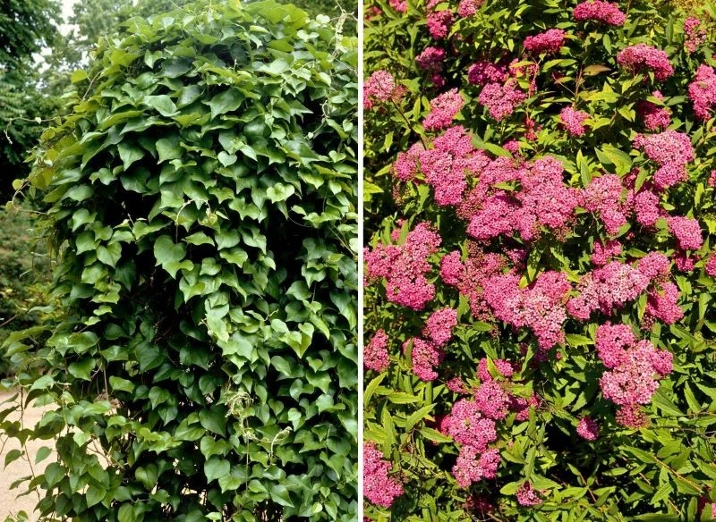 Część roślin mrozoodpornych utrzymuje zielone liście przez cały rok, inne bajkowo kwitną, zmieniają kolory wraz z porami roku, a zimą przechodzą w ...