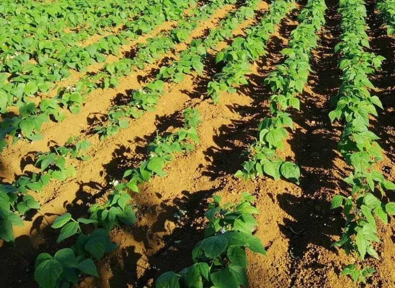 Uprawa czarnej fasoli jest tak prosta: warzywo do wzrostu potrzebuje spulchnionej ziemi i dużo słońca