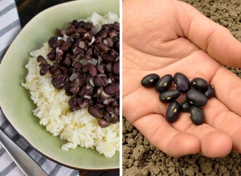 Czarna fasola to cenny składnik diety