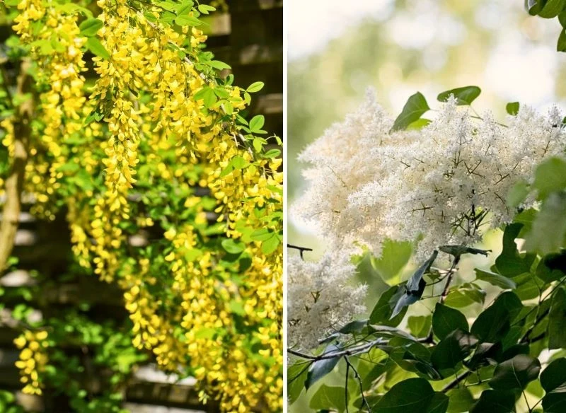 Wiele roślin ma w nazwie określenia syberyjska, alpejska, które kojarzą się ze śniegiem i mrozem, jak karagana syberyjska