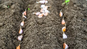 Podpowiadamy, jaki nawóz świetnie się sprawdzi podczas jesiennego sadzenia czosnku.