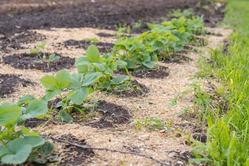 Trociny są bardzo dobrym materiałem do ściółkowania truskawek