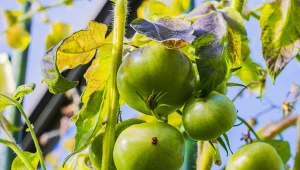 Po ostatnich zbiorach pomidorów ziemia potrzebuje wzmocnienia.