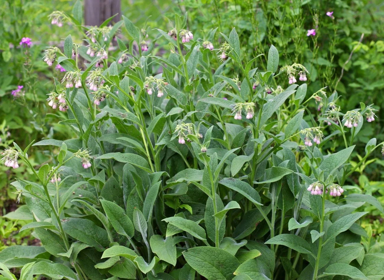 Na gnojówkę nadaje się zarówno żywokost uprawiany w ogrodzie, jak i ten rosnący dziko