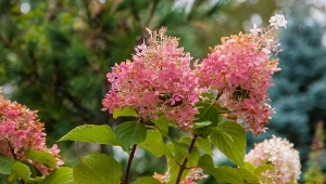 Dlaczego drewnienie łodyg hortensji jest ważne? To od niego między innymi zależy, jak roślina poradzi sobie w obliczu srogiej zimy.