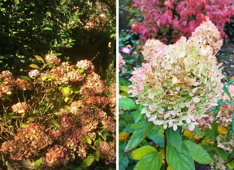 Drewnienie pędów hortensji pomaga roślinie przetrwać srogą zimę