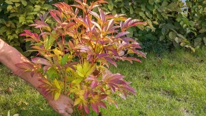 Jak sprawić, żeby piwonie bujnie zakwitły na wiosnę? We wrześniu pamiętaj o ważnym zabiegu.