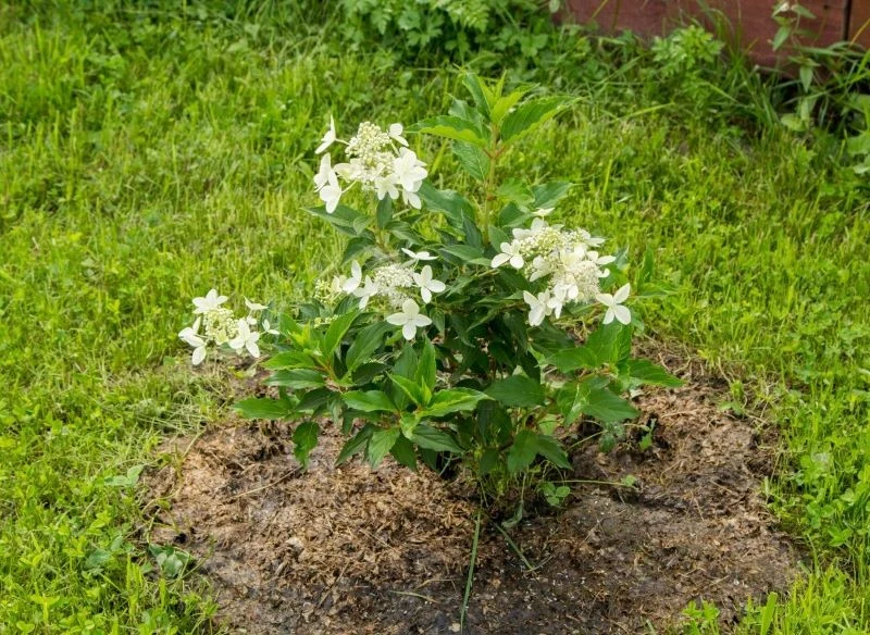 Małe hortensje potrafią długo pozostawać zielone, dlatego warto monitorować procesy drewnienia pędów i w razie potrzeby wykonać zabieg, który jest ...