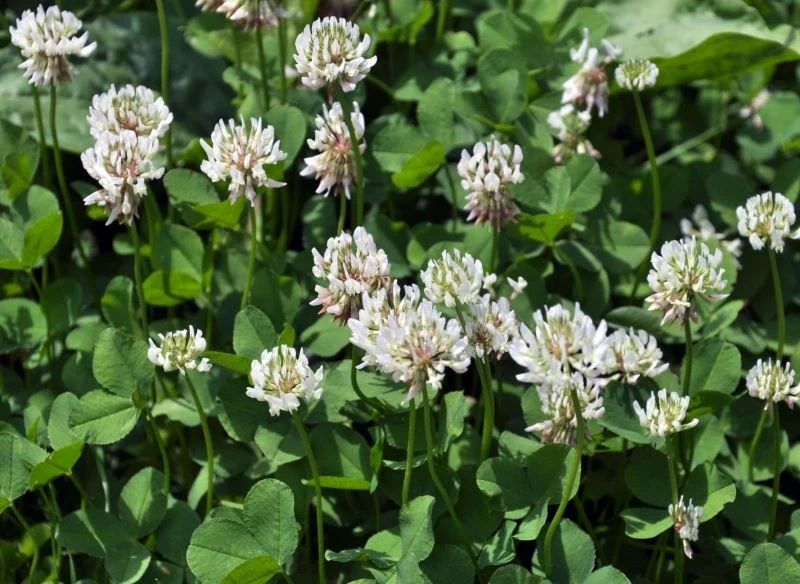 Koniczyna biała świetnie sprawdzi się jako poplon