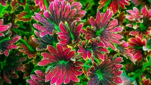 Oksana Lyskova/123RF.com   Hilmawan Nurhatmadi