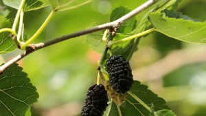 Uprawa morwy czarnej niewiele różni się od uprawy jej bliskiej kuzynki, znacznie bardziej popularnej morwy białej. Jej owoce to prawdziwa bomba witaminowa.