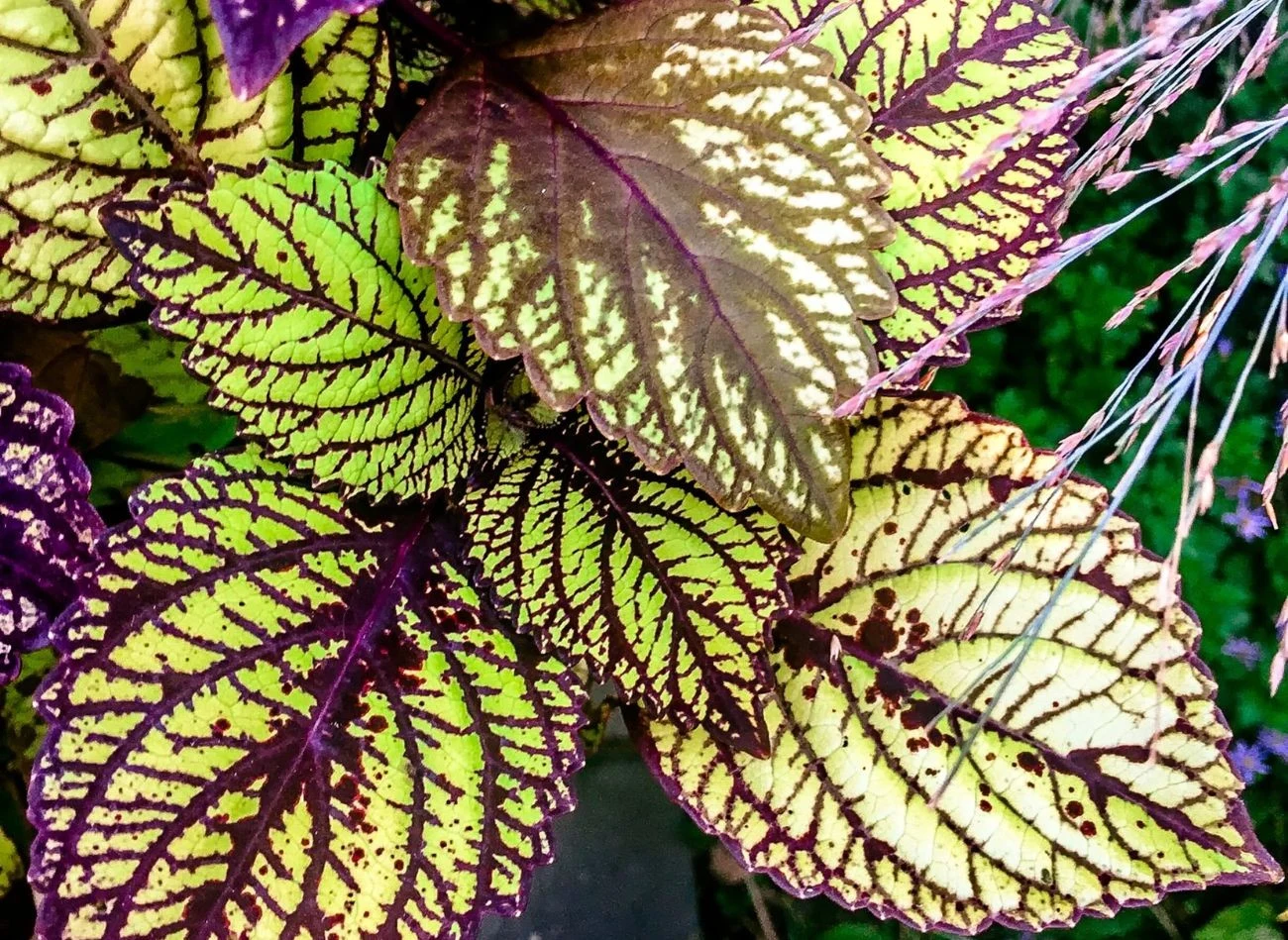 Koleus Blumego uprawiany jest jako roślina jednoroczna